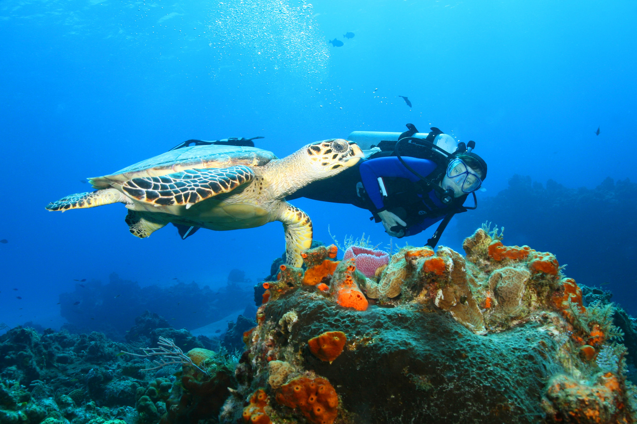 Scuba Diver and Sea Turtle Cozumel