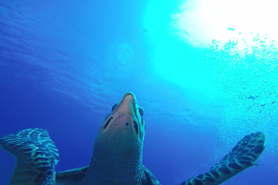 Amazing diving at Cozumel's reef
